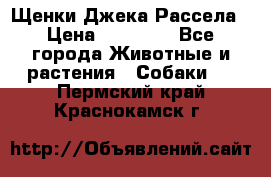 Щенки Джека Рассела › Цена ­ 10 000 - Все города Животные и растения » Собаки   . Пермский край,Краснокамск г.